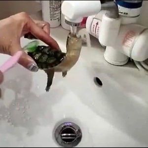 Meet your Posher, Casey